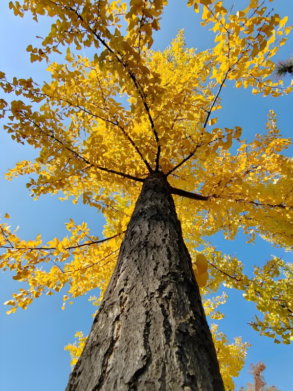 金秋致信：寰宇板材以質(zhì)踐諾，回饋每一份信賴